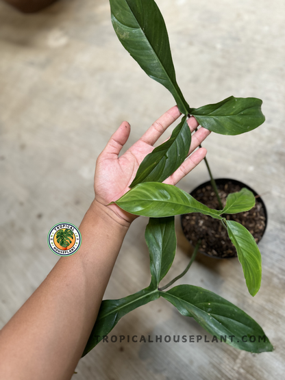 Top-down view of Philodendron Code 69686 plant, highlighting its leaf arrangement and symmetrical, vertical growth.
