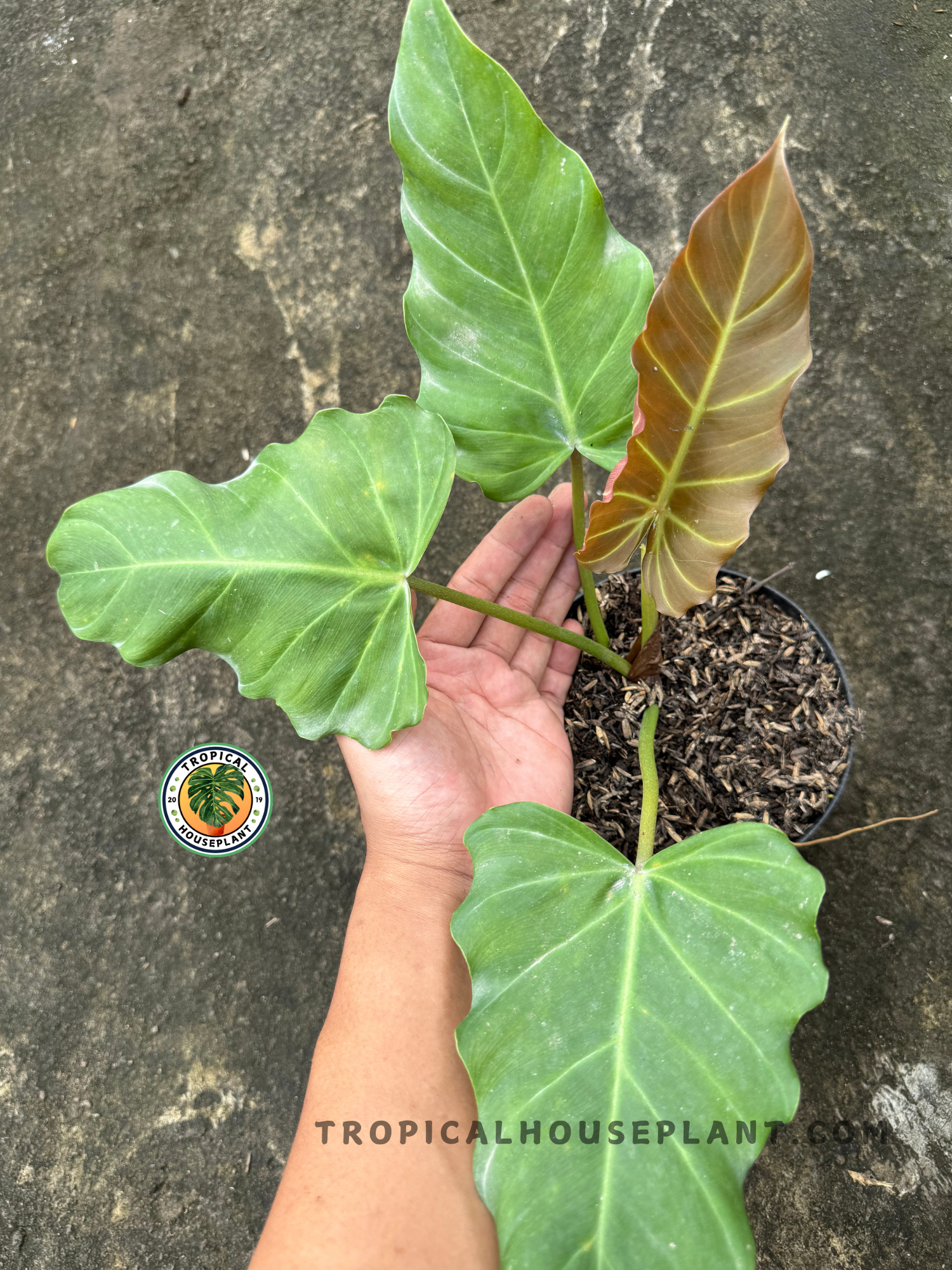 Hand holding Philodendron Corsinianum with three large sage green leaves and one bronze emerging leaf, showcasing shield-like shape and velvet texture.