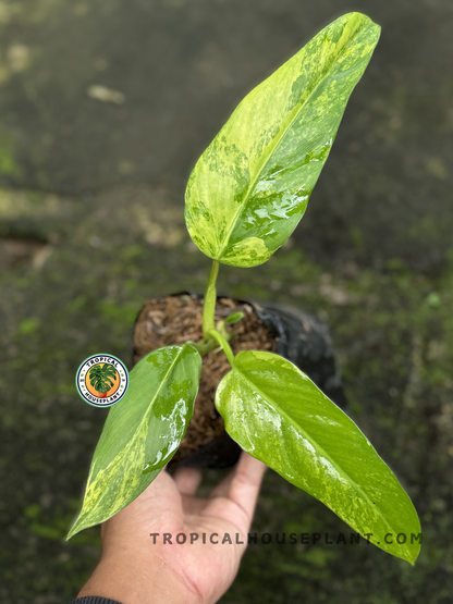 Philodendron Domesticum Variegated with yellow variegated leaves.