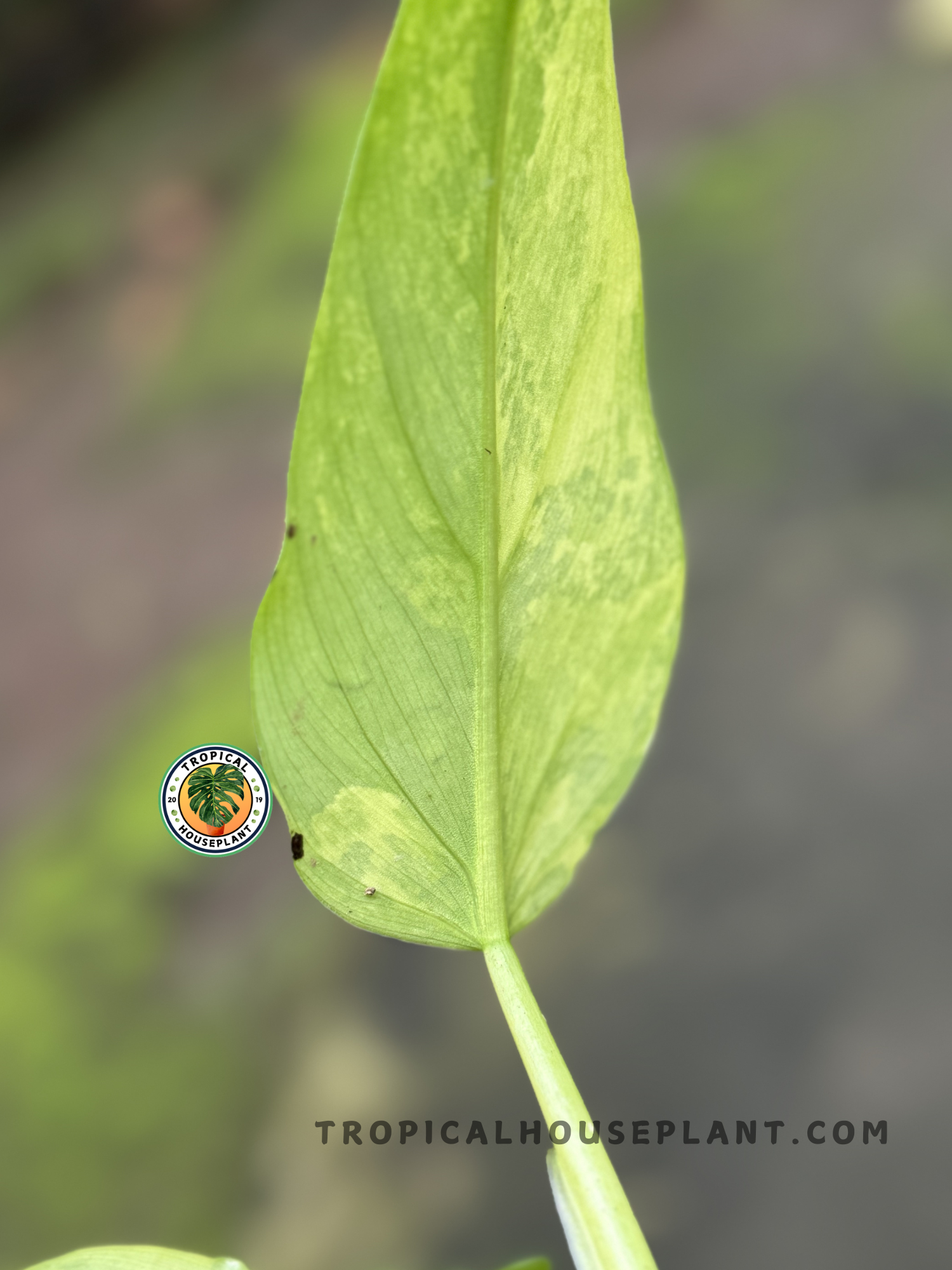 Back view of Philodendron Domesticum Variegated.