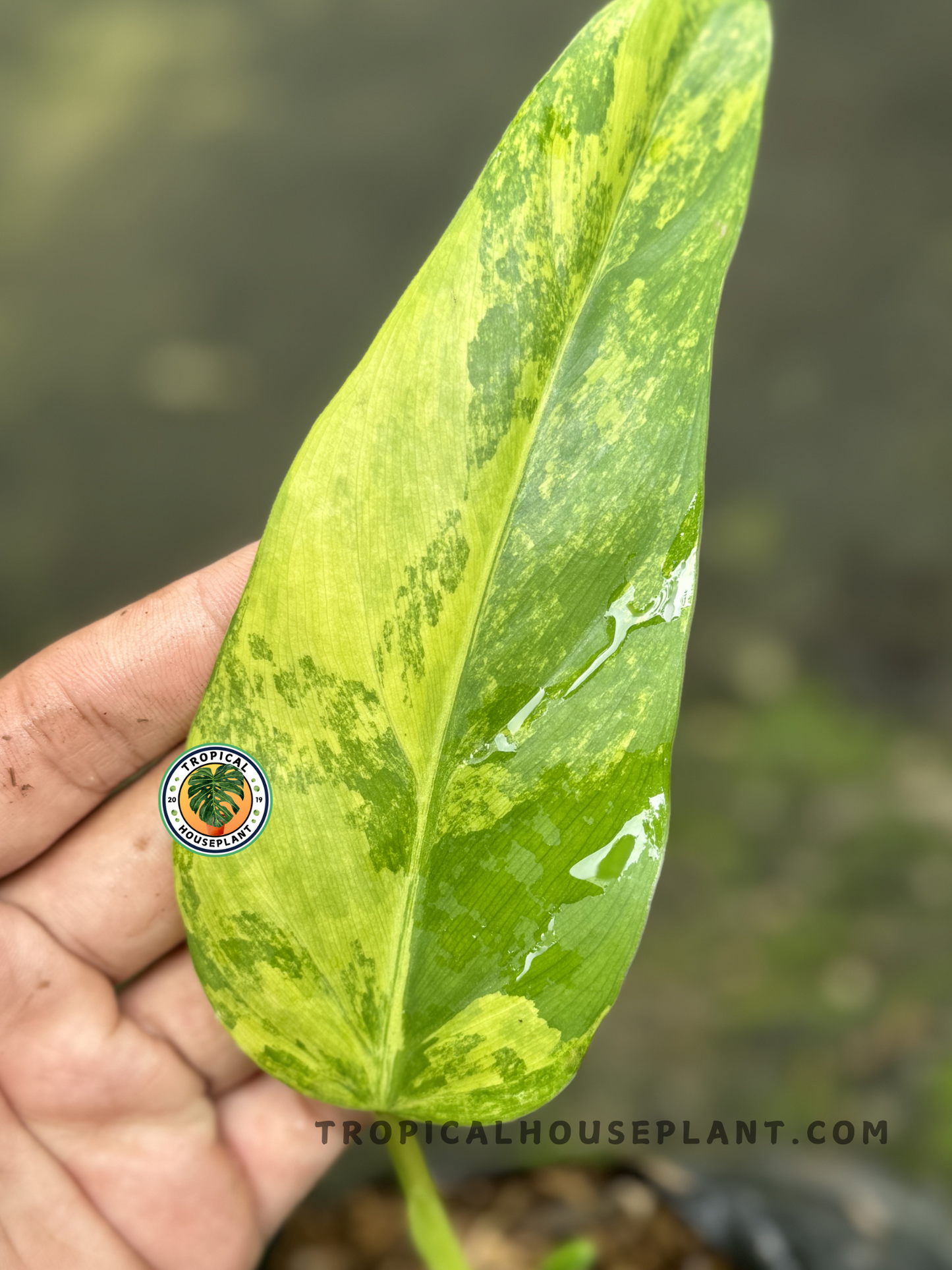 Close-up of Philodendron Domesticum Variegated showcasing its bold, arrow-shaped foliage.