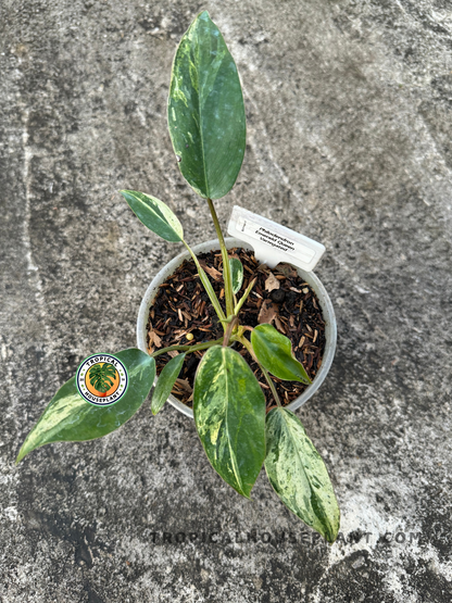 philodendron congo emerald Philodendron Emerald Queen Variegated – Tropical Houseplant