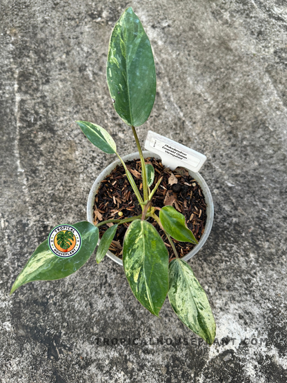 Philodendron Emerald Queen Variegated with deep green leaves and creamy-white variegation.