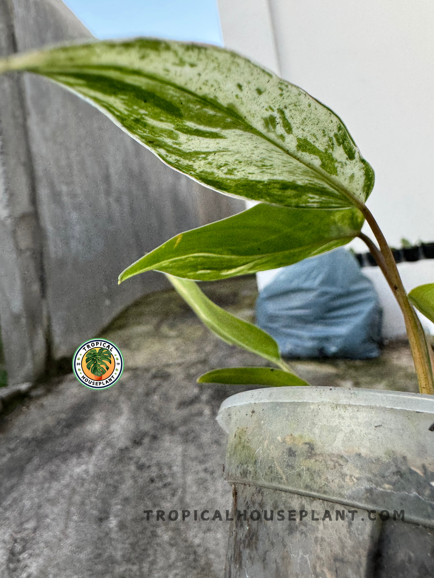 emerald green philodendron Philodendron Emerald Queen Variegated – Tropical Houseplant