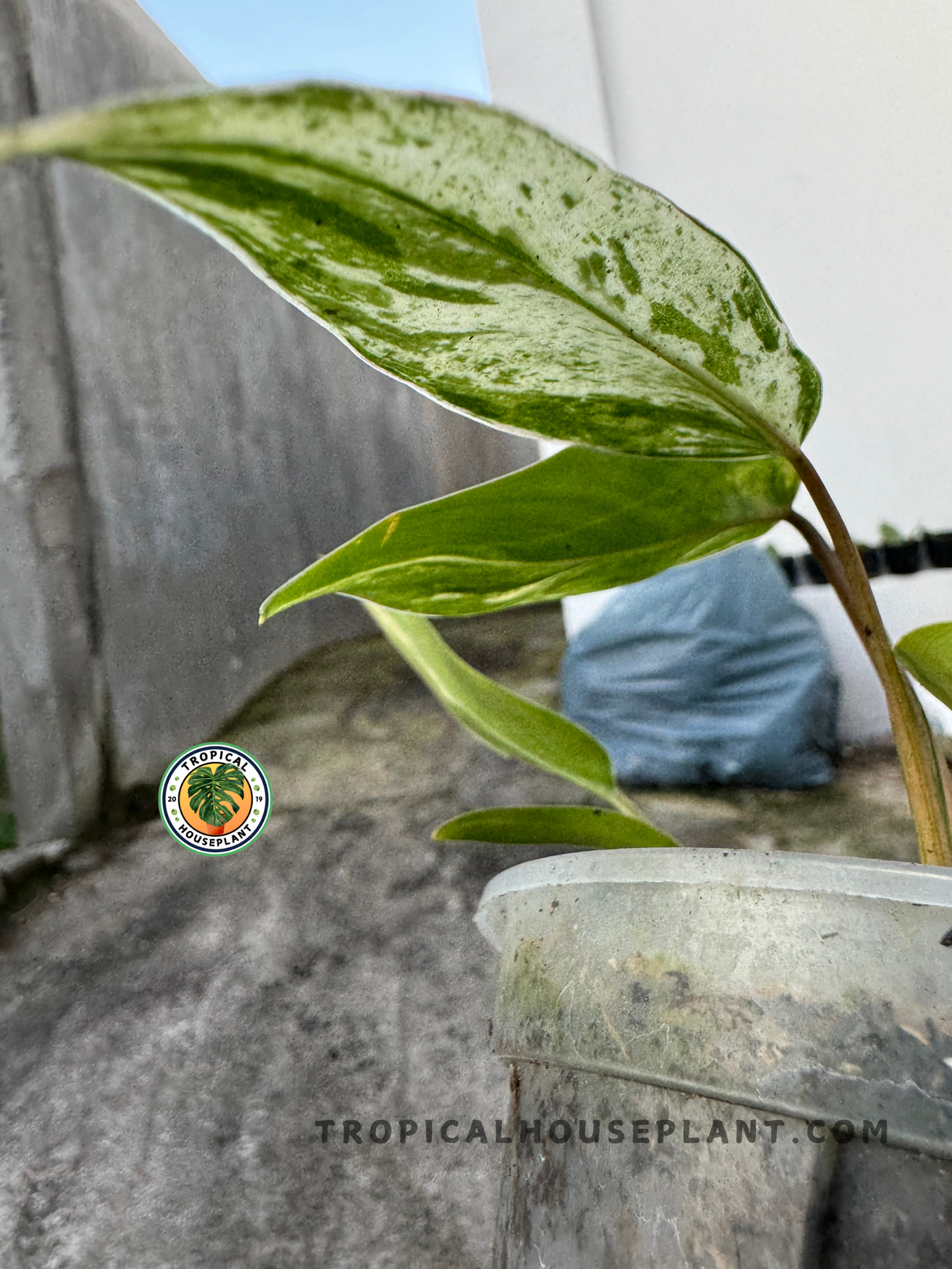 Healthy Philodendron Emerald Queen Variegated plant displaying its vibrant green and white variegation.