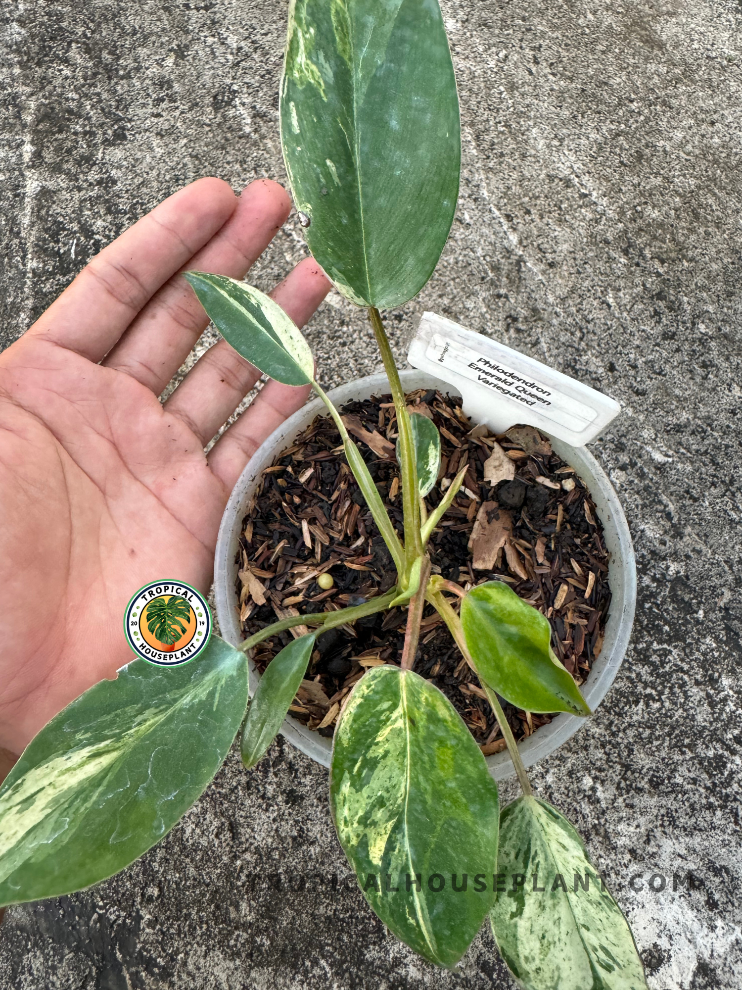 philodendron green emerald Philodendron Emerald Queen Variegated