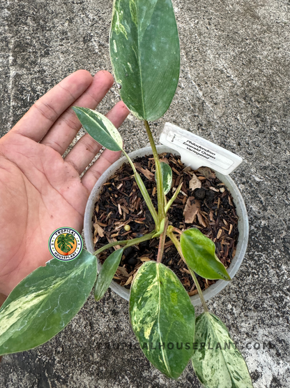 Close-up of Philodendron Emerald Queen Variegated showcasing its elegant variegated foliage.