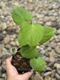 A front view of the Philodendron Fibraecataphyllum, featuring its elongated, lance-shaped green leaves with a glossy surface and prominent veining, presented in a minimalist pot.