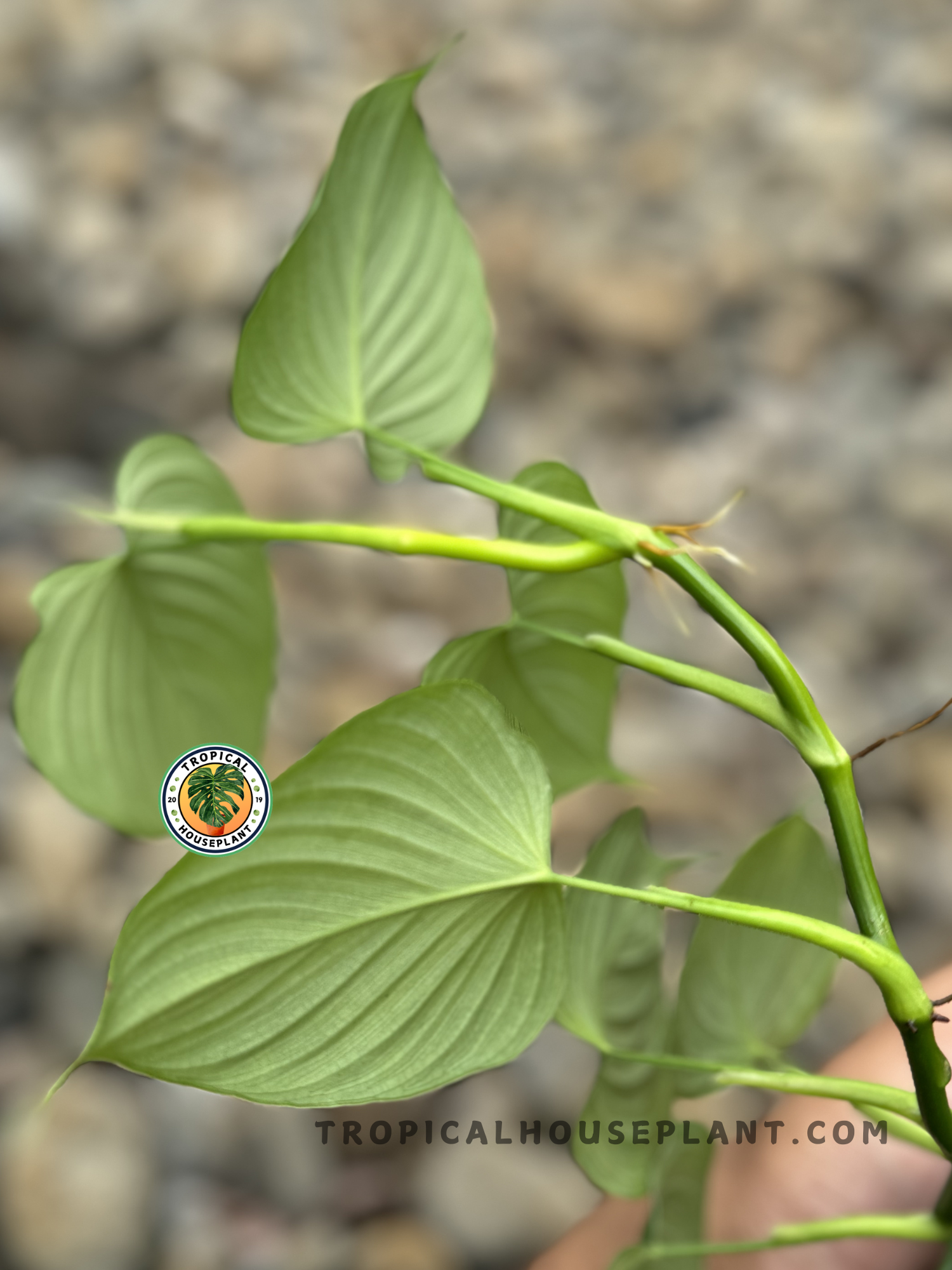 A back view of the Philodendron Fibraecataphyllum, highlighting the smooth, lighter green undersides of the leaves and their subtle venation.