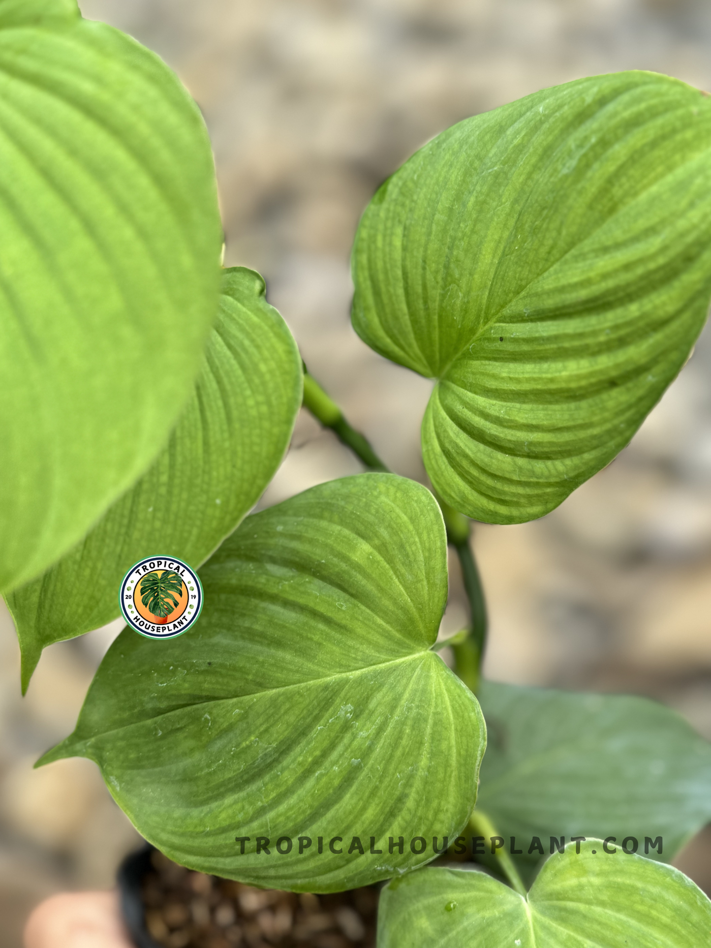 A close-up of Philodendron Fibraecataphyllum, showcasing the intricate veining, smooth texture, and slightly wavy edges.