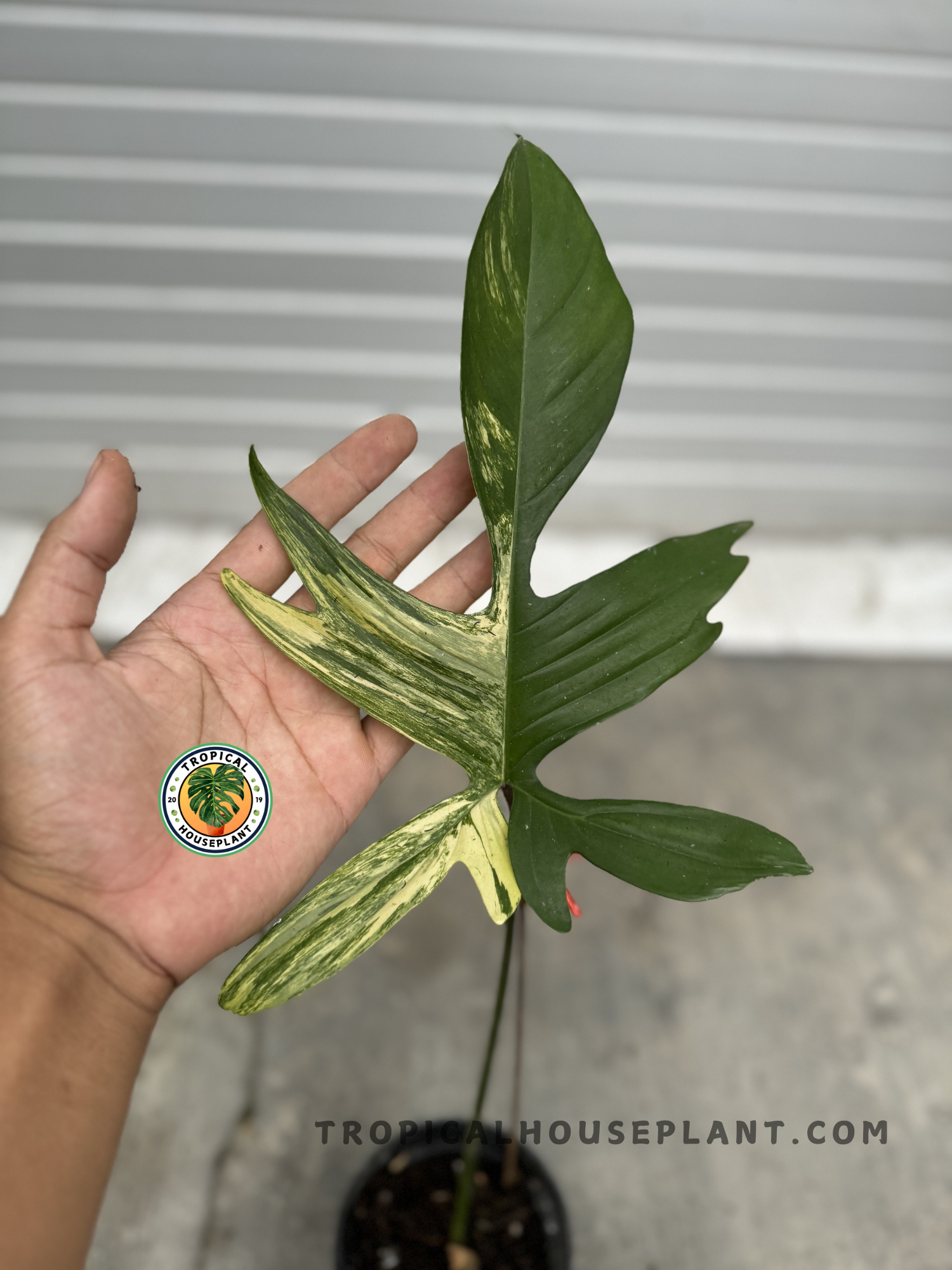 philodendron 'florida beauty' Rooted Cutting Philodendron Florida Beauty – Tropical Houseplant