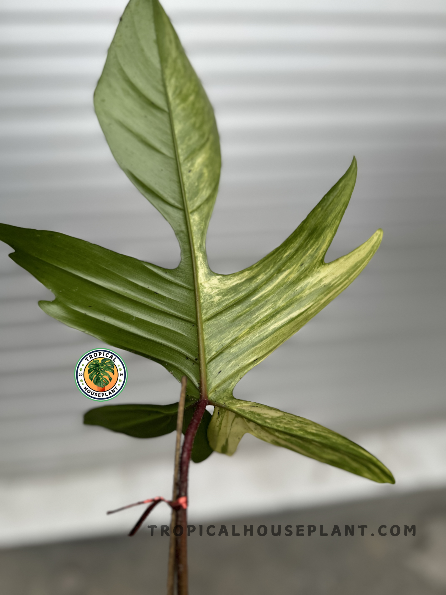 growing philodendron from cutting Rooted Cutting Philodendron Florida Beauty – Tropical Houseplant