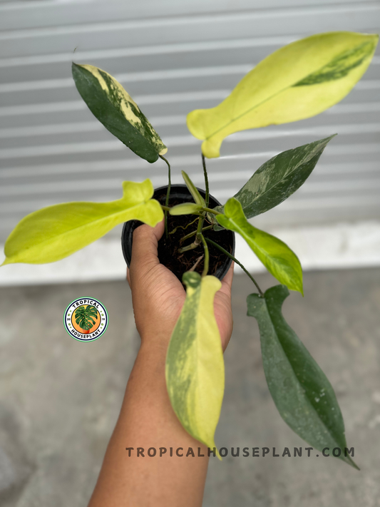 A person holding a Philodendron Florida Beauty Small Size, showcasing its stunning variegated leaves with a mix of deep green and vibrant yellow tones.