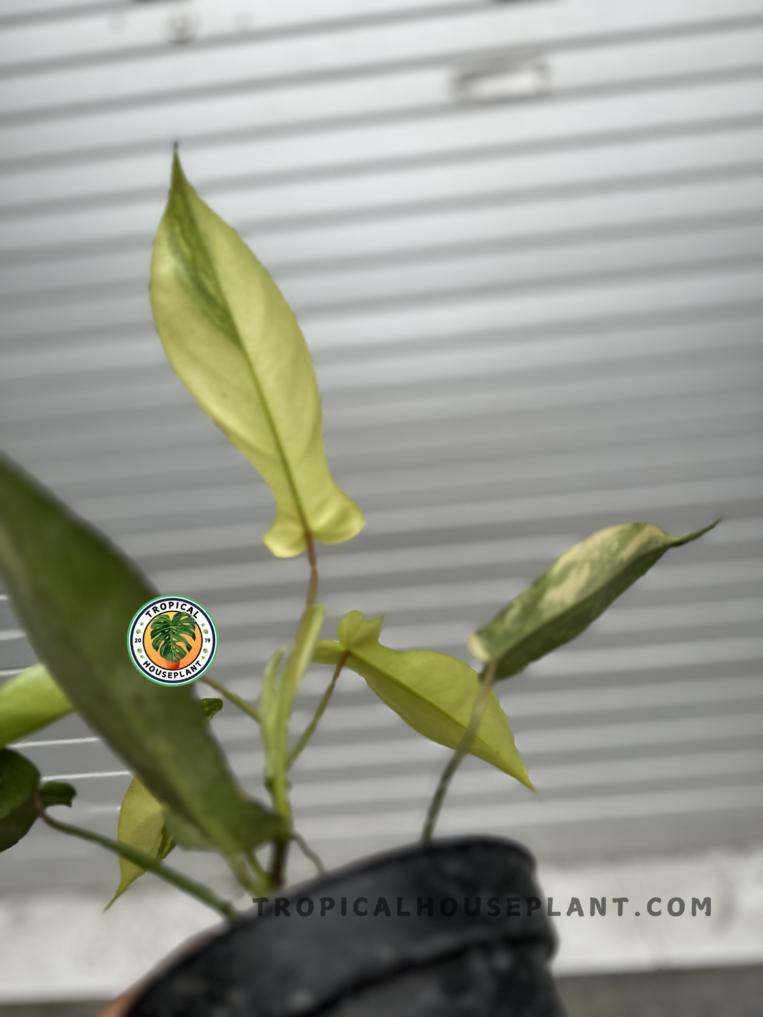 A close-up side angle of Philodendron Florida Beauty Small Size, highlighting its delicate foliage and the soft gradient of its variegation.