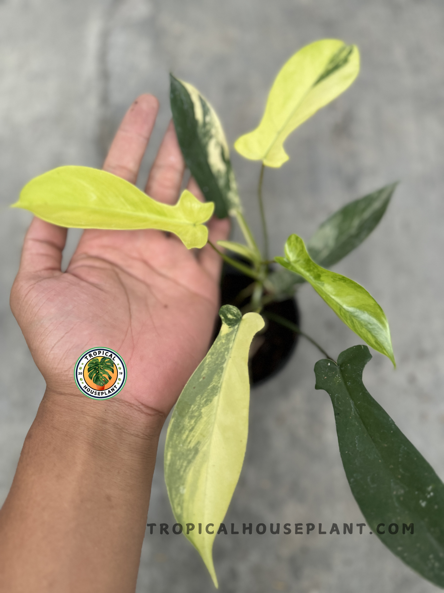 A top-down view of Philodendron Florida Beauty Small Size, showing its intricate leaf shapes and the contrast between its dark green and pale yellow hues.