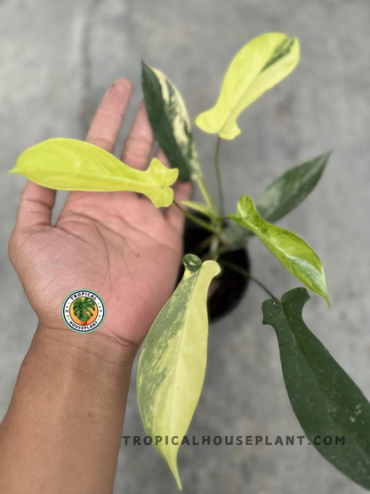 A top-down view of Philodendron Florida Beauty Small Size, showing its intricate leaf shapes and the contrast between its dark green and pale yellow hues.