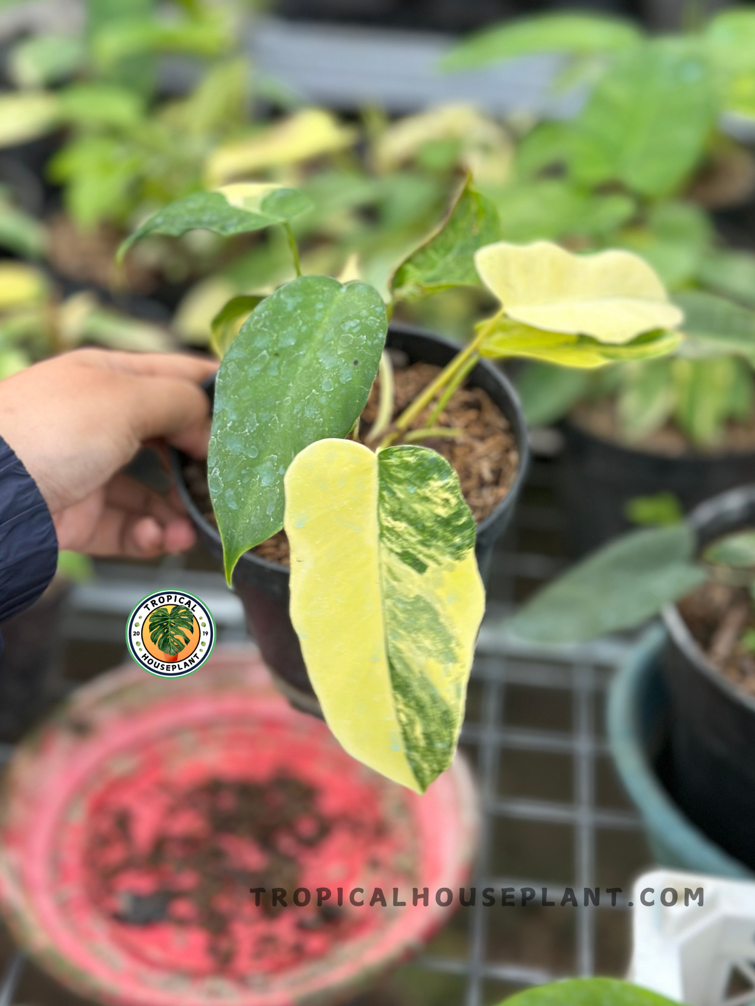 Young Philodendron Florida Beauty x Mayoi Small Size displaying elegant lobed foliage with vibrant cream and green variegation and healthy upright growth.