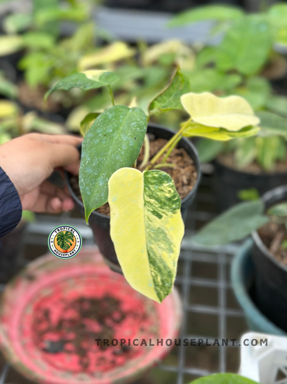 Young Philodendron Florida Beauty x Mayoi Small Size displaying elegant lobed foliage with vibrant cream and green variegation and healthy upright growth.
