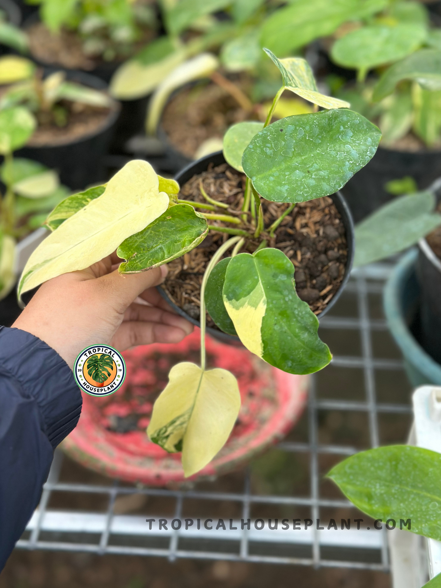Healthy Philodendron Florida Beauty x Mayoi Small Size showcasing beautifully variegated lobed leaves with creamy yellow and green patterns, ideal for indoor tropical plant collections.