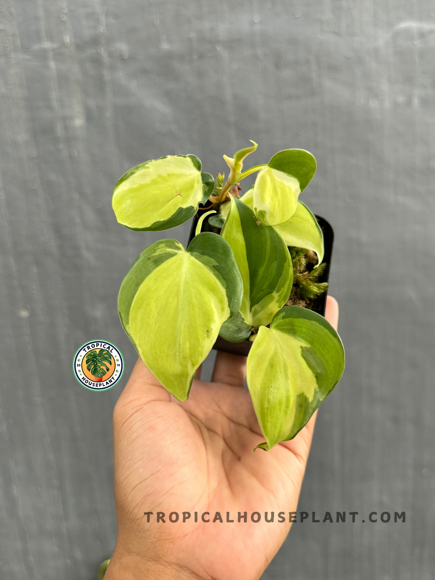 Philodendron Gabby held by hand, showcasing its vibrant green and cream variegated leaves.