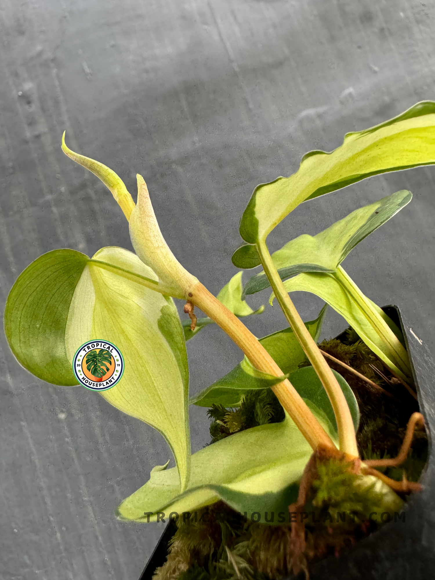 Back view of Philodendron Gabby highlighting the texture and variegation of its heart-shaped leaves.