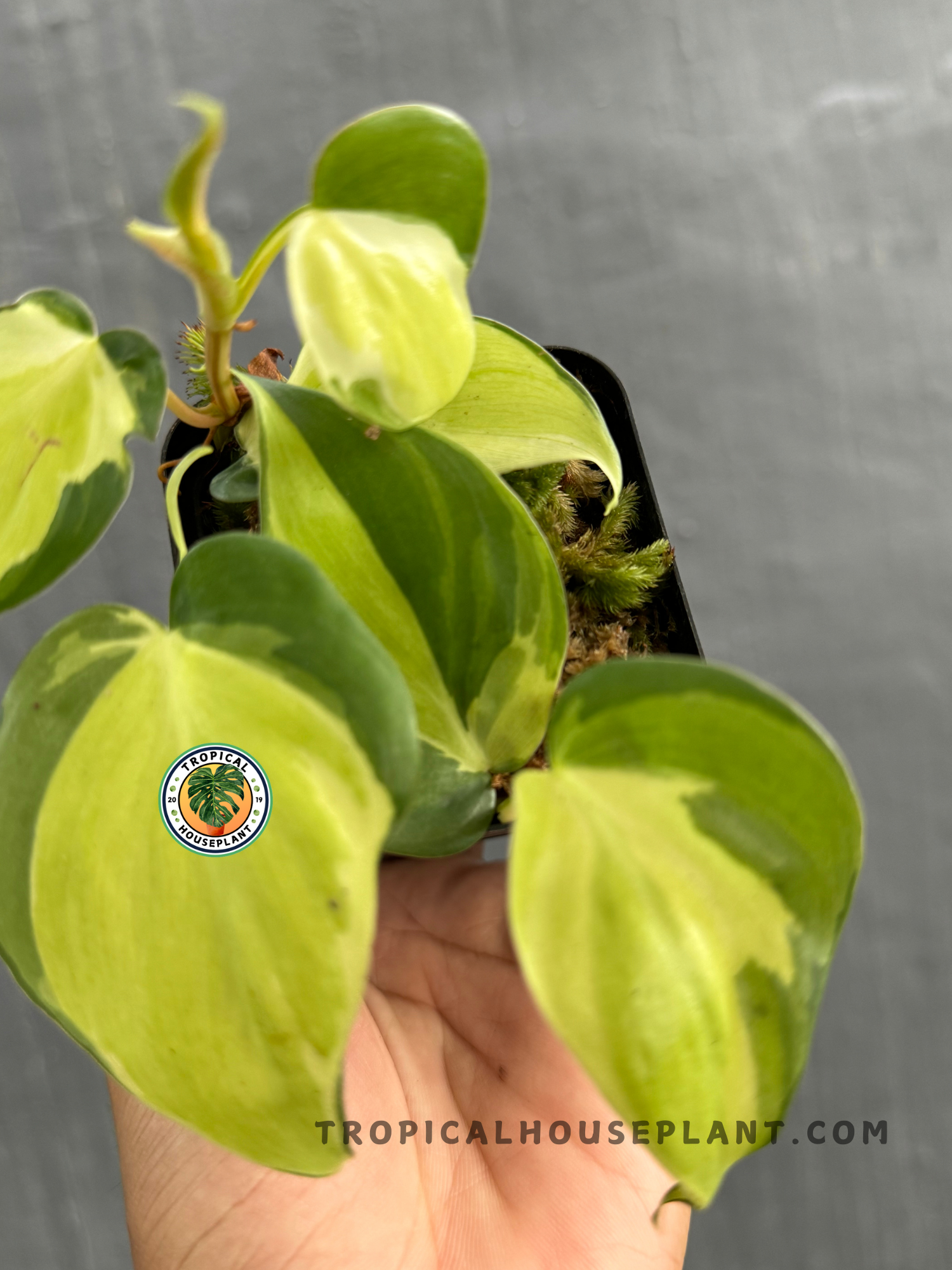 Detailed close-up of Philodendron Gabby’s lush green and creamy foliage.