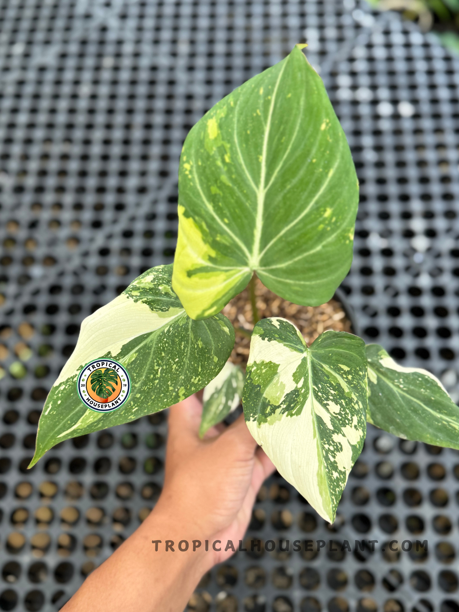 Top view of Philodendron Gloriosum Variegated displaying multiple leaves with unique cream and green variegation in a growing pot.
