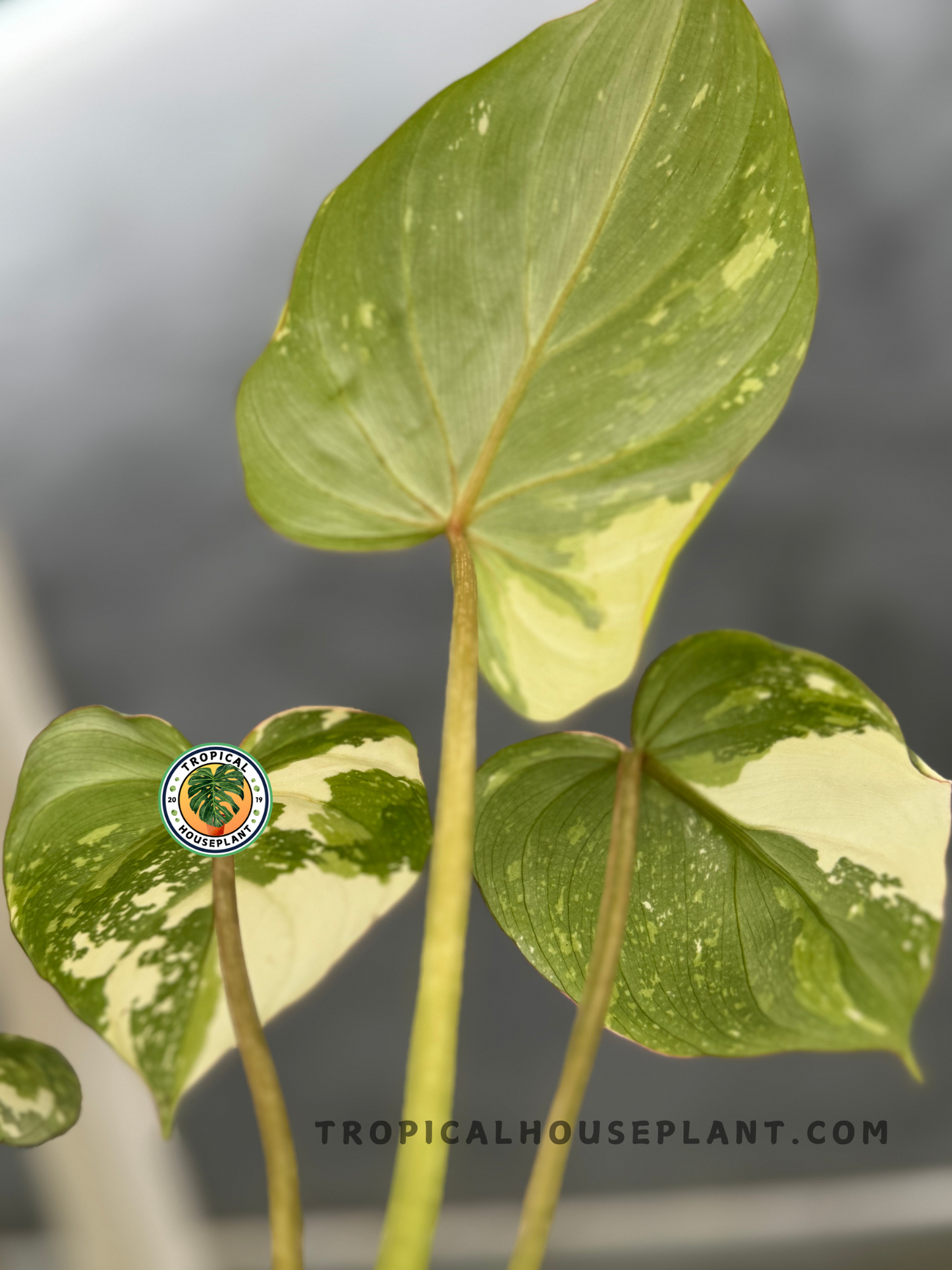Close-up of Philodendron Gloriosum Variegated leaves showing creamy white and green marbled patterns with heart-shaped structure.
