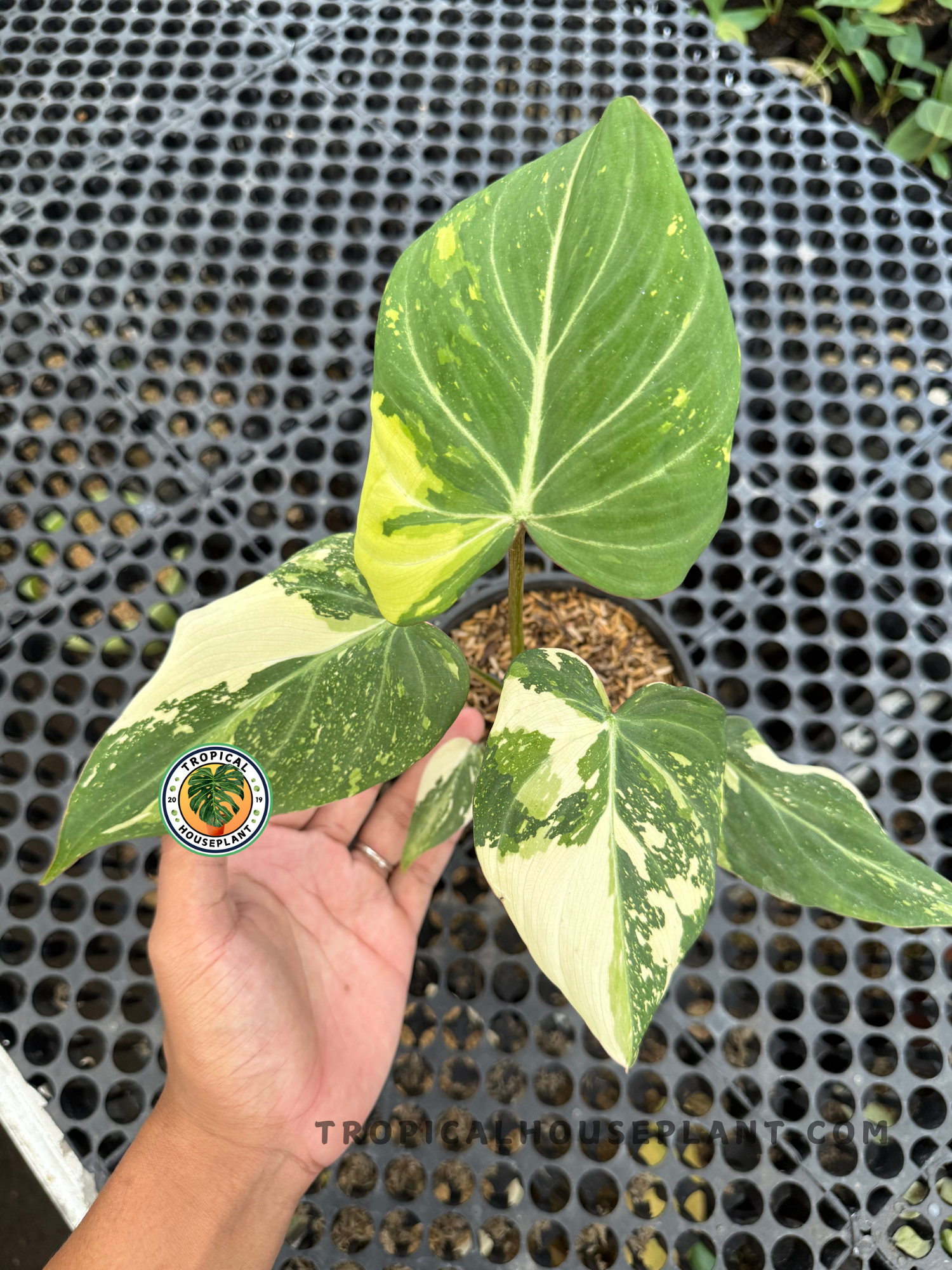 Hand holding a Philodendron Gloriosum Variegated in a pot, showcasing vibrant variegated foliage with striking contrasts.