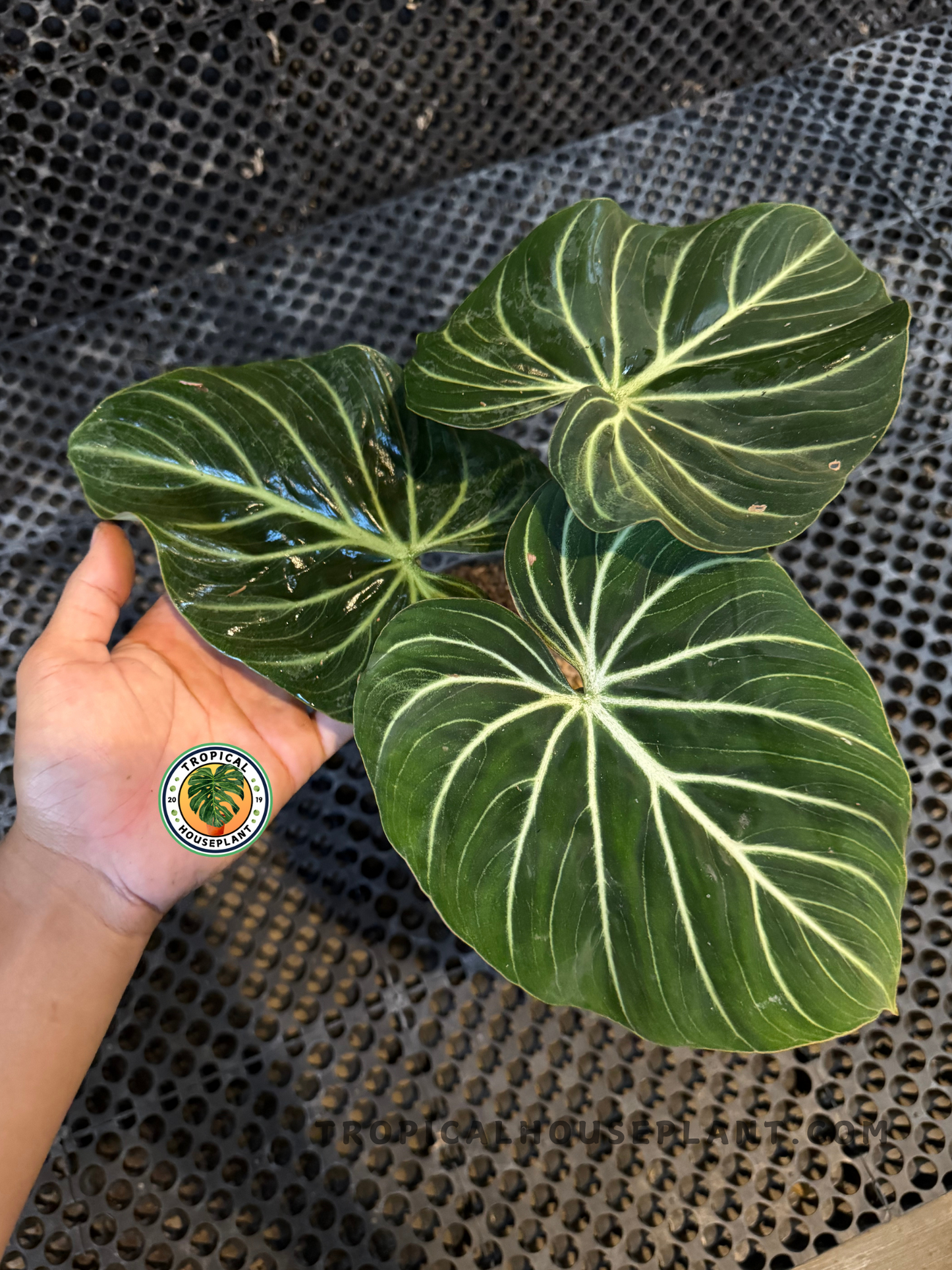 Hand holding Philodendron Gloriosum White Veins Zebra displaying striking white veins across deep green leaves.