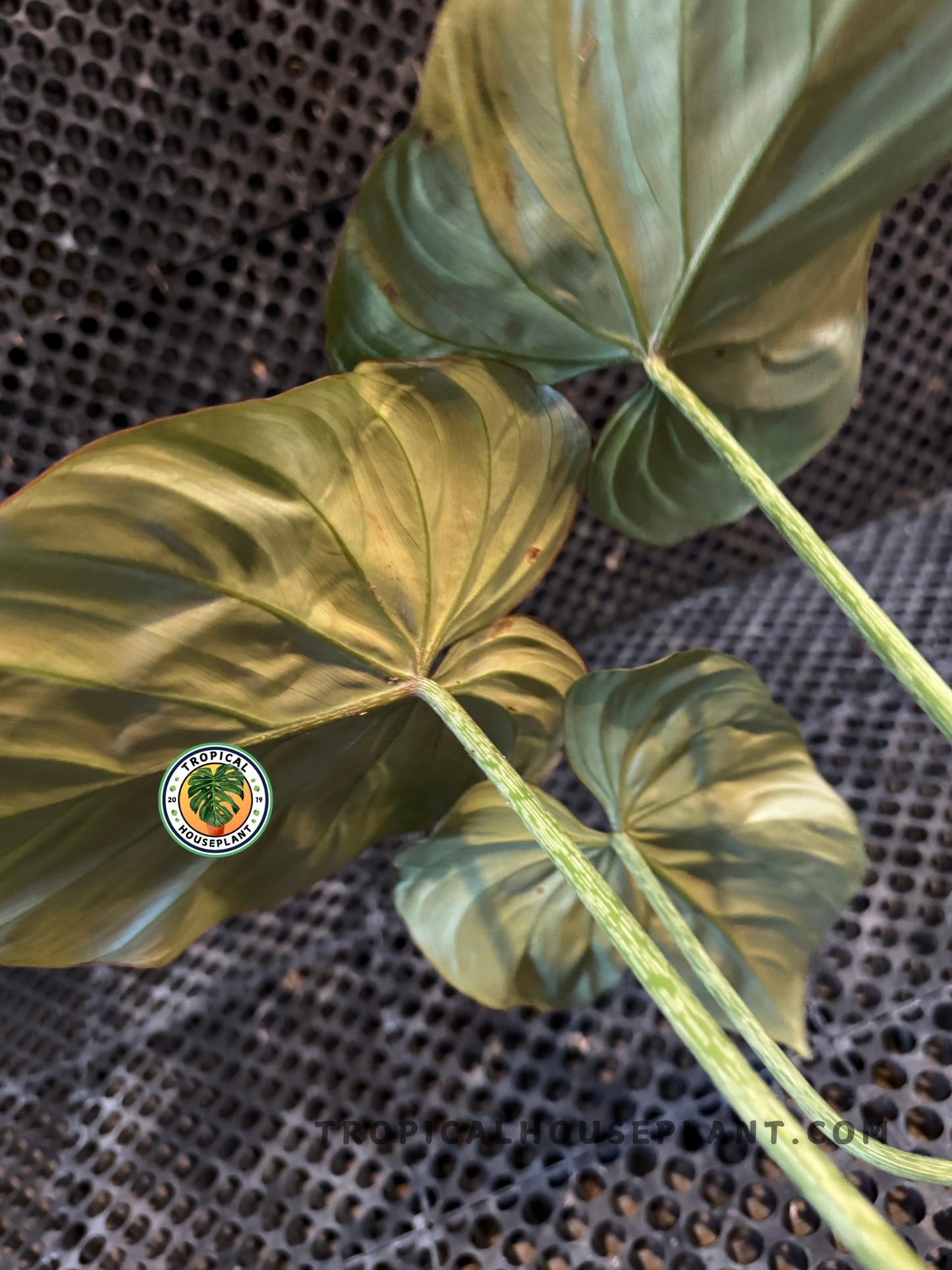 Close-up of Philodendron Gloriosum White Veins Zebra leaves showing bold white venation.