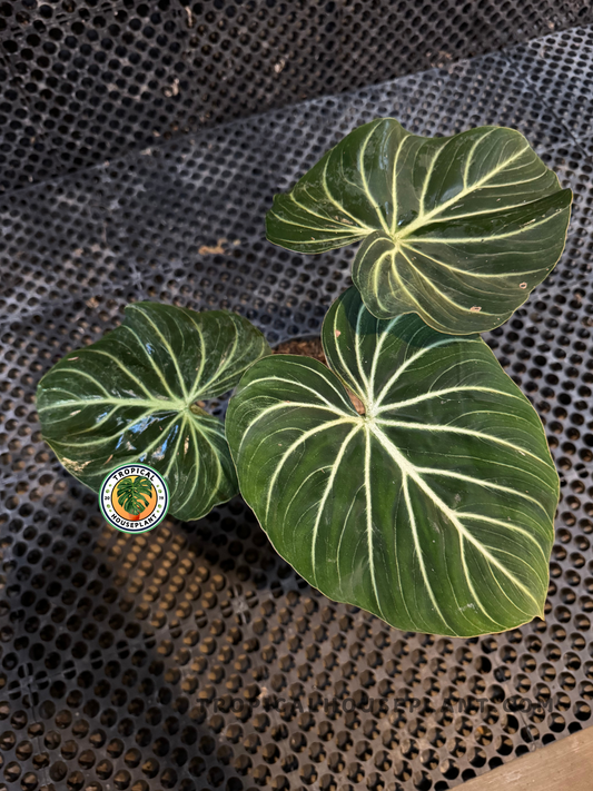 Top view of Philodendron Gloriosum White Veins Zebra in pot with heart-shaped velvety foliage.