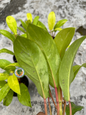 Hand holding one of several Philodendron 'Golden Goddess' plants, highlighting rich yellow variegation and clean foliage structure.