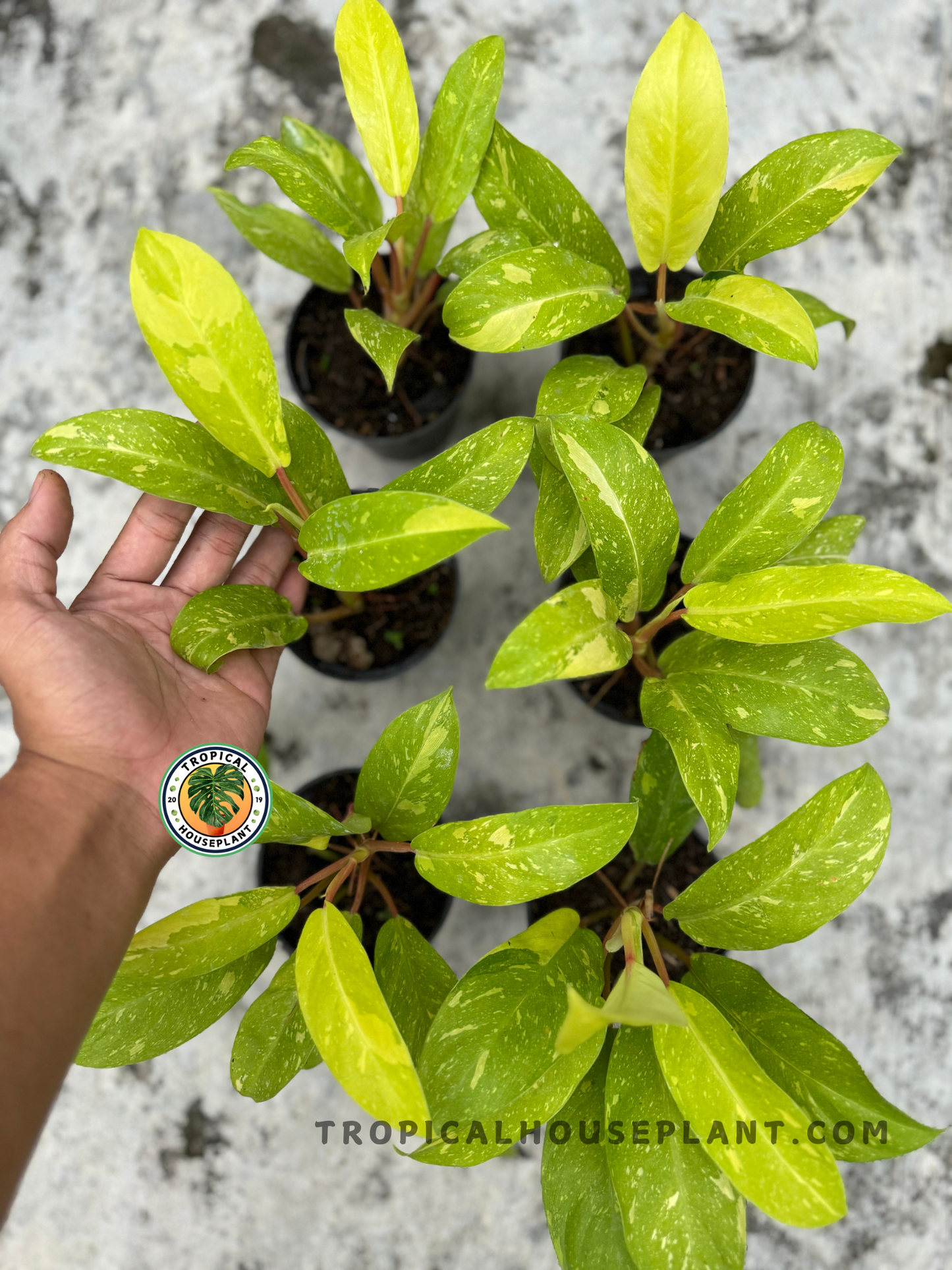 Close-up of clustered foliage from the Golden Goddess batch, focusing on speckled green-yellow leaves with faint marbling and coral-colored petioles.