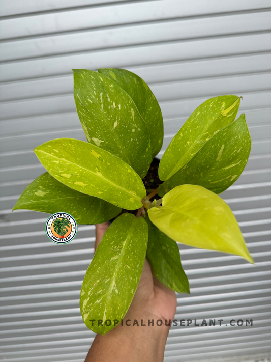 A lush Philodendron 'Golden Goddess' Marble Variegated with vibrant green and golden yellow variegated leaves, held in hand against a silver backdrop.