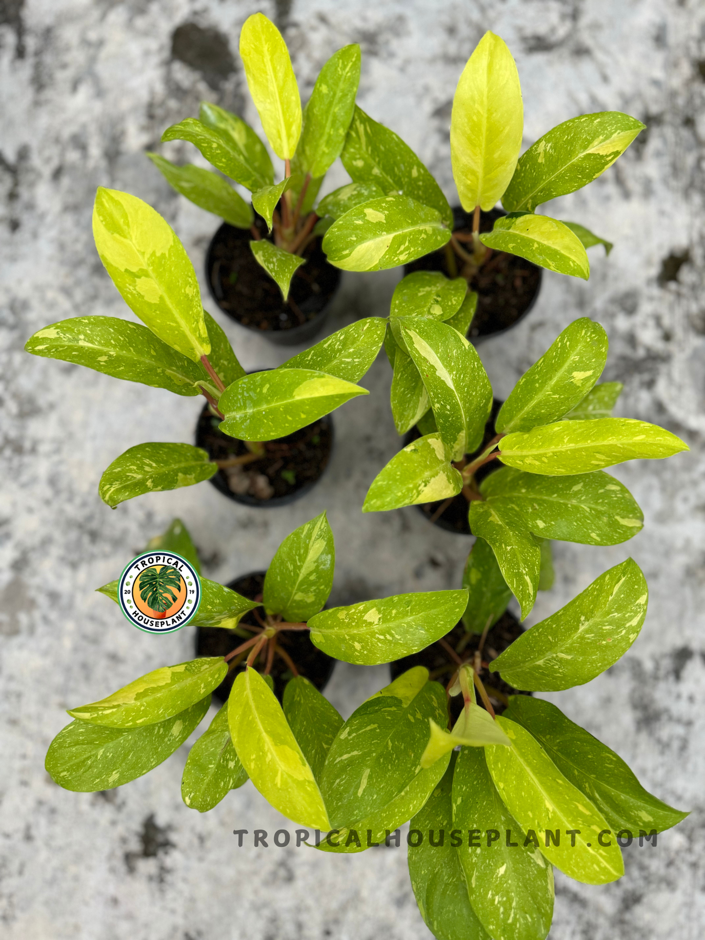 Top-down view of multiple Philodendron 'Golden Goddess' Marble Variegated plants, showcasing their vivid lime leaves and pink stems in nursery pots.