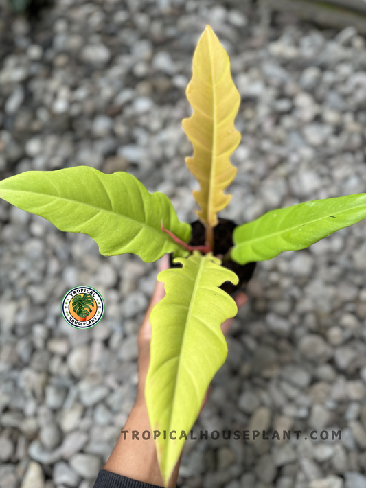 Philodendron Golden Saw with its distinctive saw-shaped golden-yellow leaves, bringing vibrant color to any indoor space.