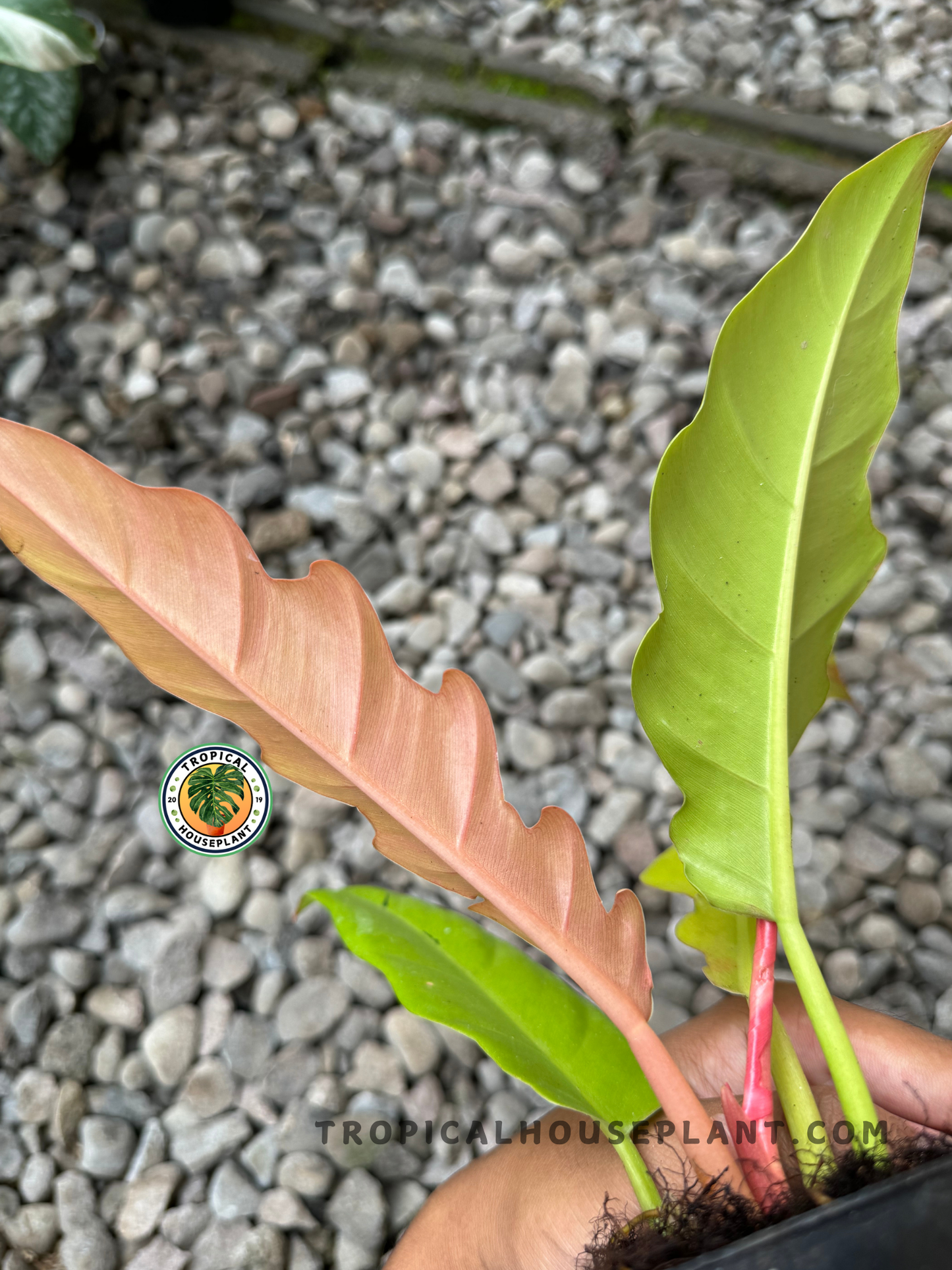 Philodendron Golden Saw displaying its vibrant, serrated golden-yellow leaves that brighten up the room.