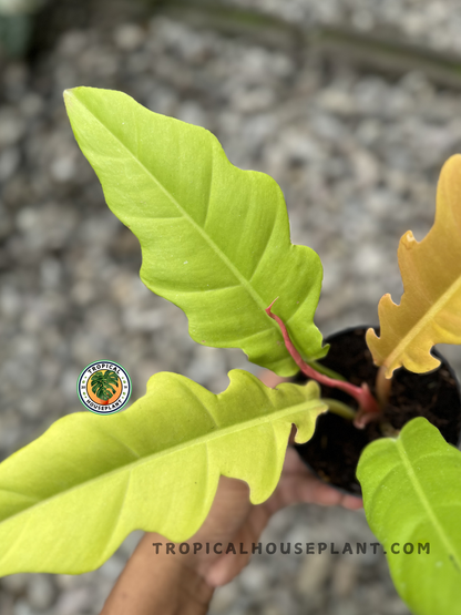 Philodendron Golden Saw with striking saw-shaped golden-yellow leaves, adding a pop of color and texture to indoor plant collections.