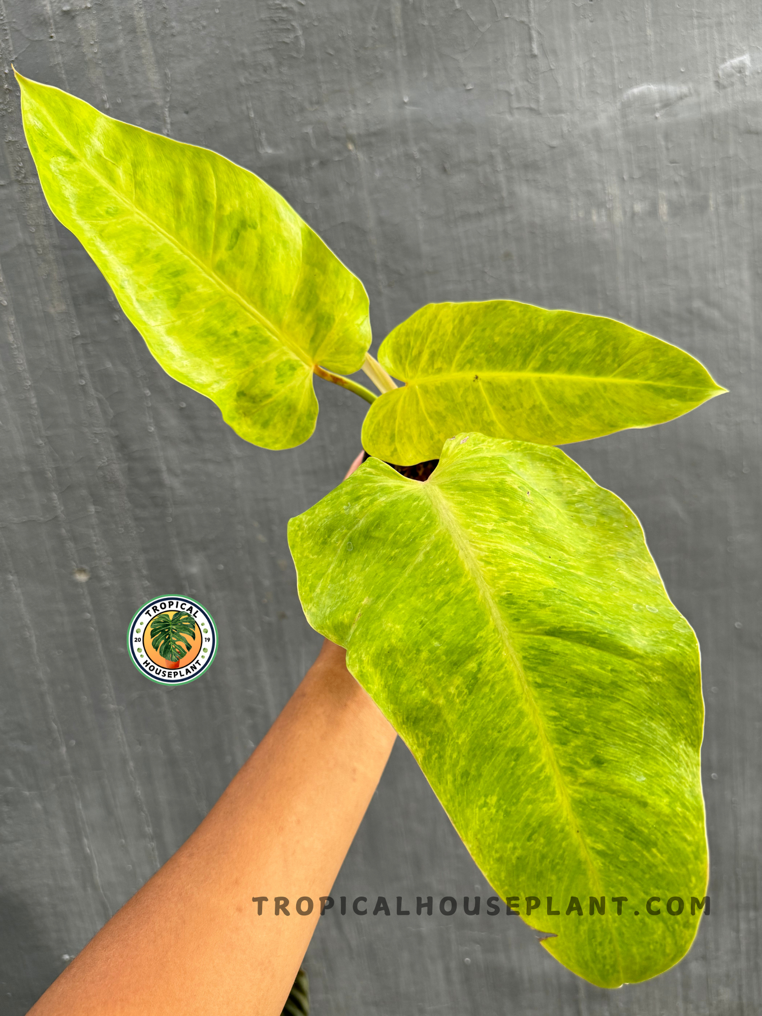 Philodendron Goldiana held by hand, displaying its elongated green leaves with golden variegation.