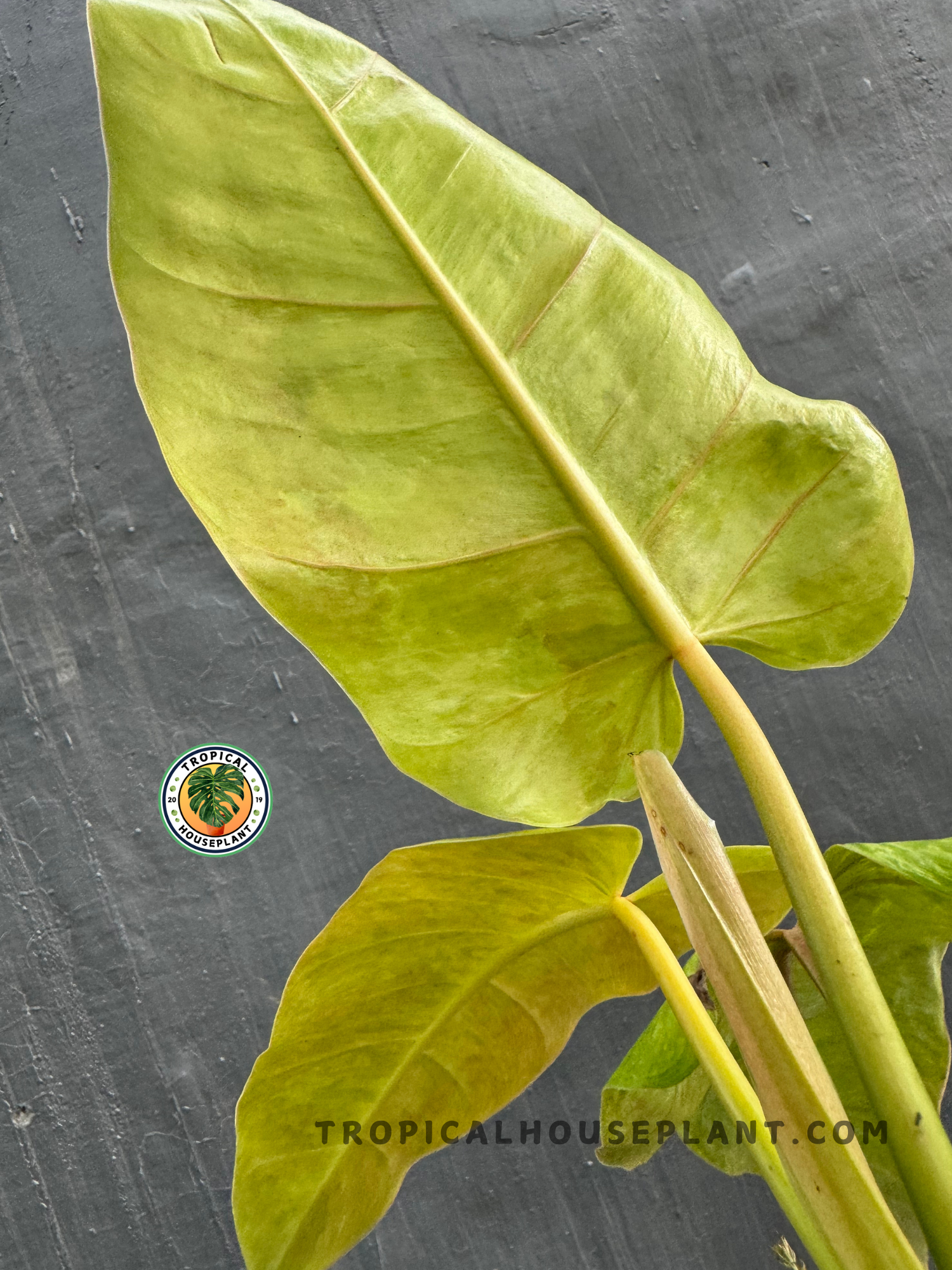 Back view of Philodendron Goldiana highlighting its striking leaf texture and color patterns.