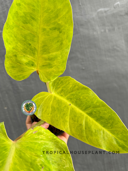 Detailed close-up of Philodendron Goldiana’s lush green and golden foliage.