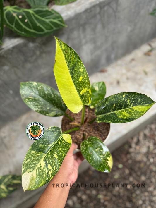 Top view of a Philodendron Green Congo Nuclear showcasing vibrant yellow variegation and richly marbled green leaves held in hand