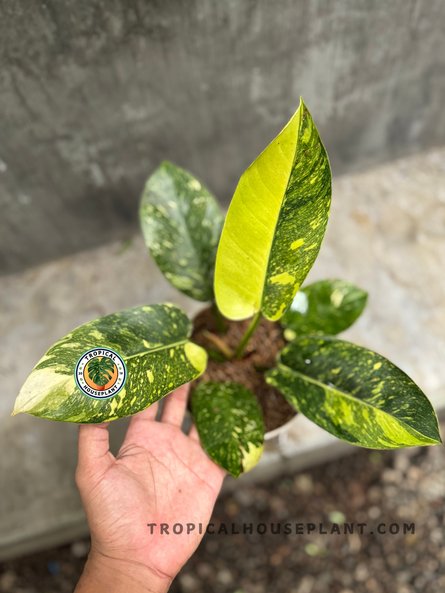 Center-focused shot of Philodendron Green Congo Nuclear, highlighting the bold yellow new leaf contrasting with older variegated foliage