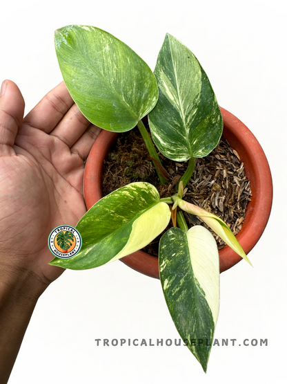 philodendron imperial green variegated Philodendron Green Congo Variegated – Tropical Houseplant