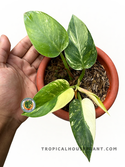 Close-up of Philodendron Green Congo Variegated showing creamy white and green patterns.