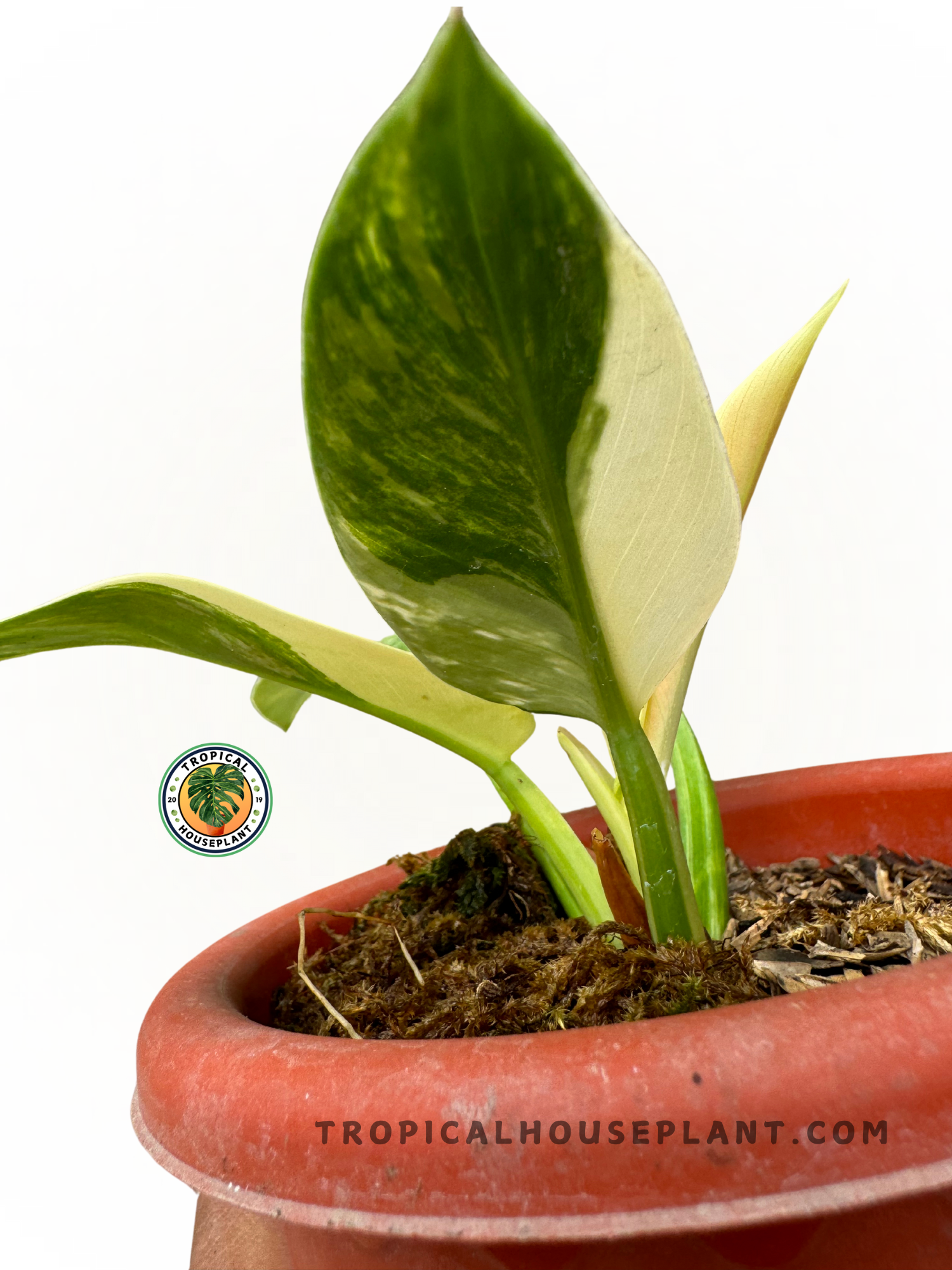 philodendron green spotted leaves Philodendron Green Congo Variegated