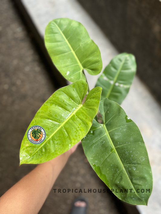 Hand holding Philodendron Green Congo x Jose Buono from above, displaying three lush green leaves with water droplets and clear veining.