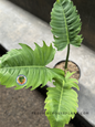 Close-up of Philodendron Green Saw’s long, deeply serrated green leaves with a wavy texture.