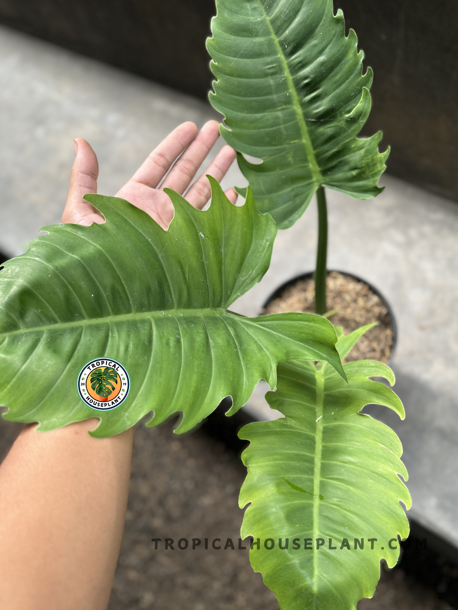Hand holding a Philodendron Green Saw, highlighting its leaf shape and fresh growth.